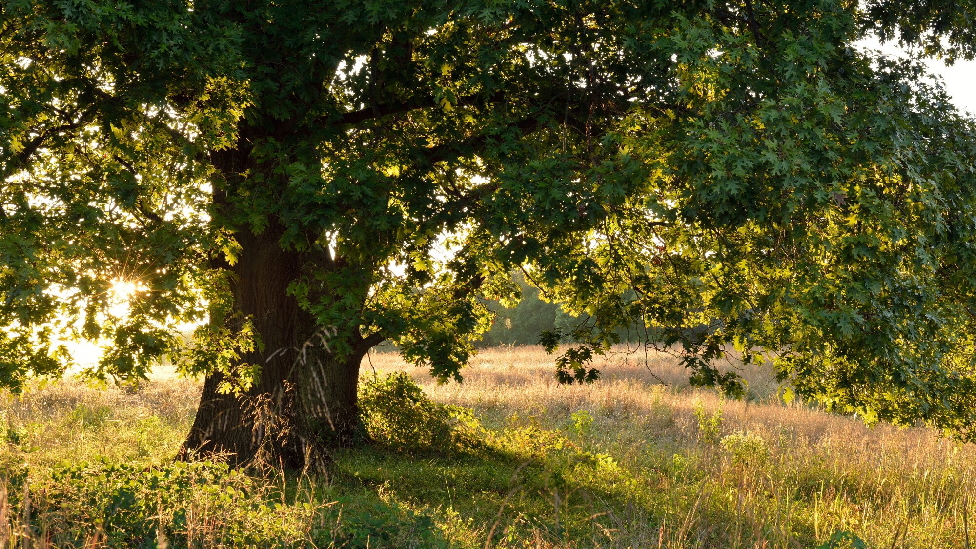 Sunlit tree in Sebastopol, potential site for solar consulting in Sonoma County